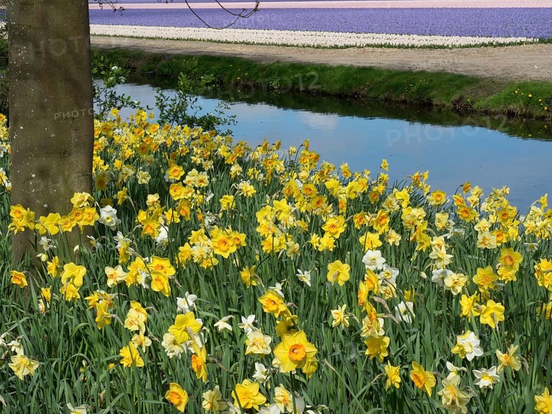 A garden full of daffodils by a quiet river with a tree in the foreground on a sunny day, lots of colourful, blooming tulips in a garden in the Netherlands during the spring zenith, Amsterdam, Netherlands