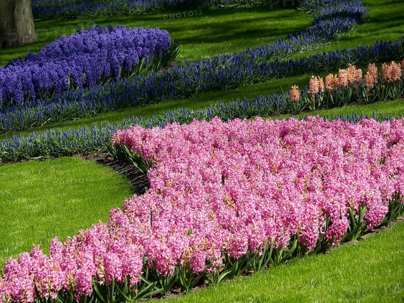 Flowerbed with beautiful pink and purple hyacinths planted in curved patterns on a green lawn, many colourful, blooming tulips in springtime in the Netherlands, amsterdam, netherlands