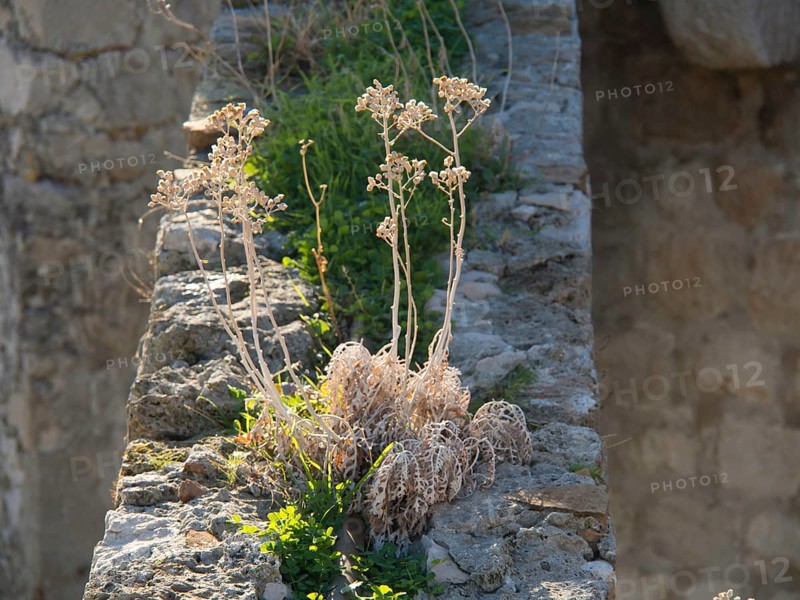 Withered plants grow on an old stone wall in a sun-drenched and weathered environment, the old town of Dubrovnik with historic houses, churches, red roofs and fortress walls, dubrovnik, coratia