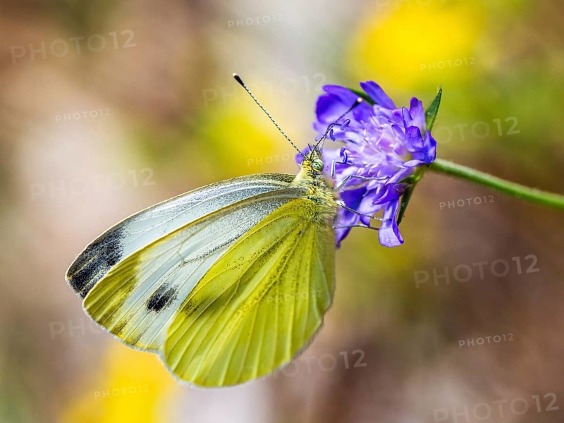 Large White, Pieris brassicae, butterfly on pink flower