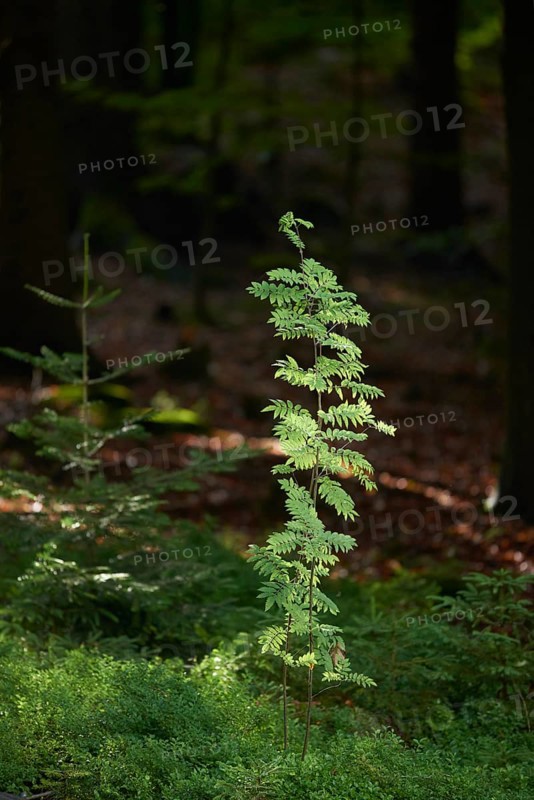 Rowan or mountain-ash (Sorbus aucuparia) in the bavarian forest, Bavaria, Germany, Europe