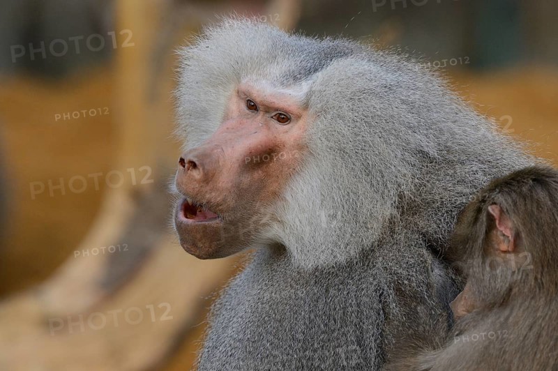 Hamadryas baboon (Papio hamadryas), captive, Zoo Augsburg, Germany, Europe