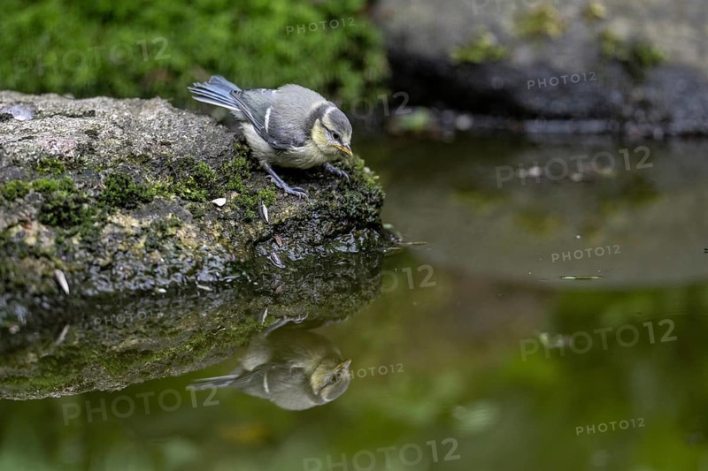 Blue tit (Parus caerulea) at the drinking trough, Emsland, Lower Saxony, Germany, Europe