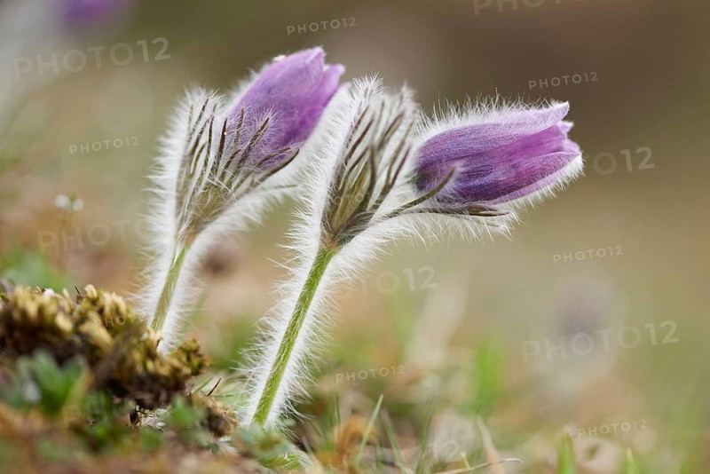 Close-up of pasque flowe (Tussilago farfara) on a meadow in spring