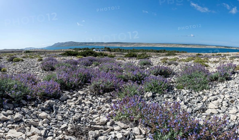 Flowering sage (Salvia), island of Pag, Zadar, Dalmatia, Croatia, Europe