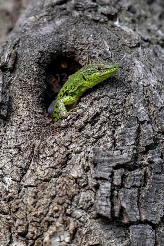 Sand lizard (Lacerta agilis) looking out of a knothole, Dalmatia, Croatia, Europe