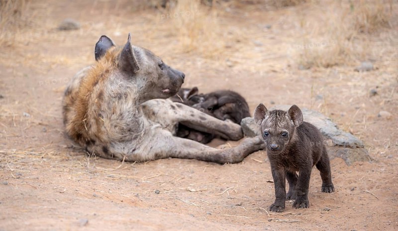 Spotted hyenas (Crocuta crocuta), adult female and m juvenile, lying down, suckling her young, Kruger National Park, South Africa, Africa
