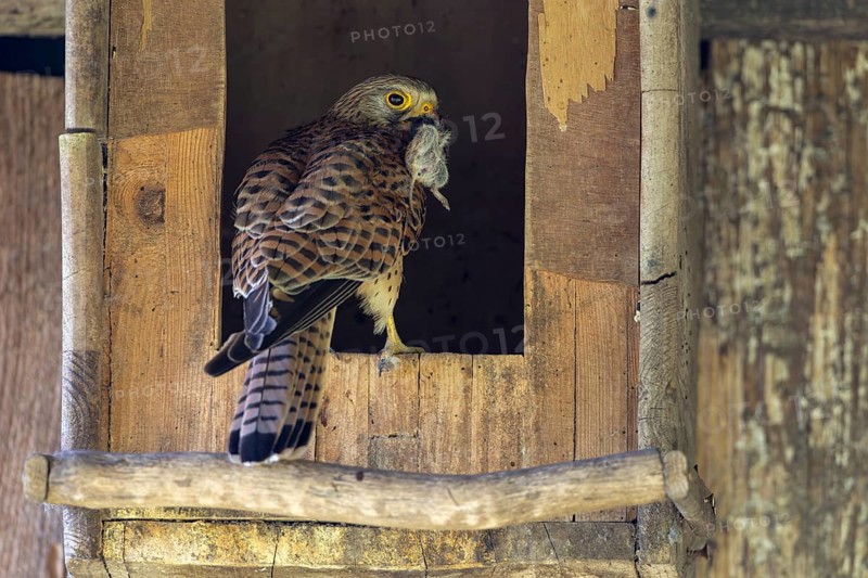 Common kestrel (Falco tinnunculus), female with captured mouse in front of the entrance of the breeding box, Small Munsterlander village, North Rhine-Westphalia, KI generated, AI generated