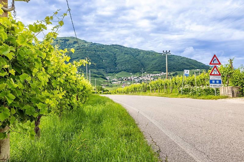 World Heritage Site, wine route, road, car, landscape, wine tour, wine press, wine-growing area, region, Prosecco, hill, road, wine, vines, Valdobbiadene, Conegliano, Le Colline del Prosecco, Veneto, Italy, Europe