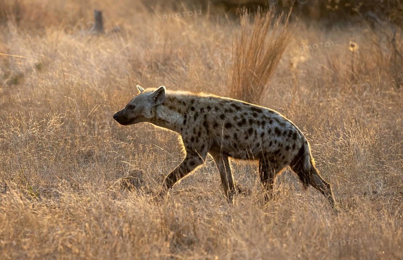 Spotted hyenas (Crocuta crocuta), in the morning light in dry grass, Kruger National Park, South Africa, Africa