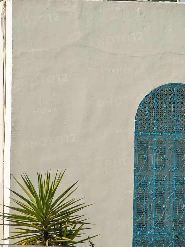 Minimalist facade with an ornate iron window and a small palm tree, Tunis in Africa with ruins from Roman times, modern mosques and blue and white houses in sidi-bou-said, Tunis, Tunisia, Africa