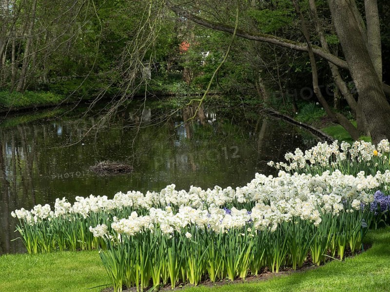 Poet's Daffodils blooming on the banks of a tranquil pond surrounded by green grass and trees, many colourful blooming tulips in springtime in the Netherlands, amsterdam, the netherlands