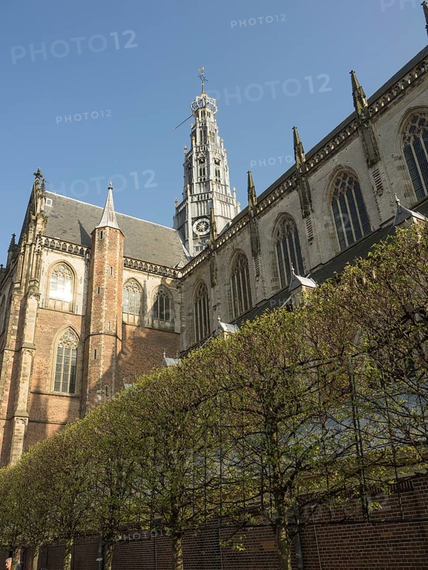 Gothic brick church with bare trees in front, Haarlem, Netherlands