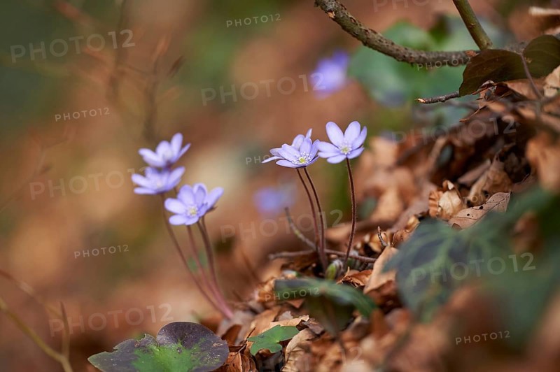 Common hepatica (Anemone hepatica) Blossoms in a forest, Bavaria, Germany, Europe