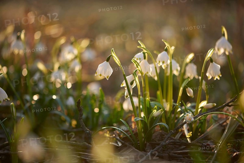Close-up of spring snowflake (Leucojum vernum) blooming in spring, Bavaria, Germany, Europe