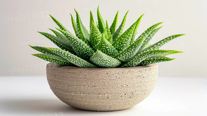 Aloe vera plant in a textured stone-like pot with a simple background, conveying simplicity and elegance
