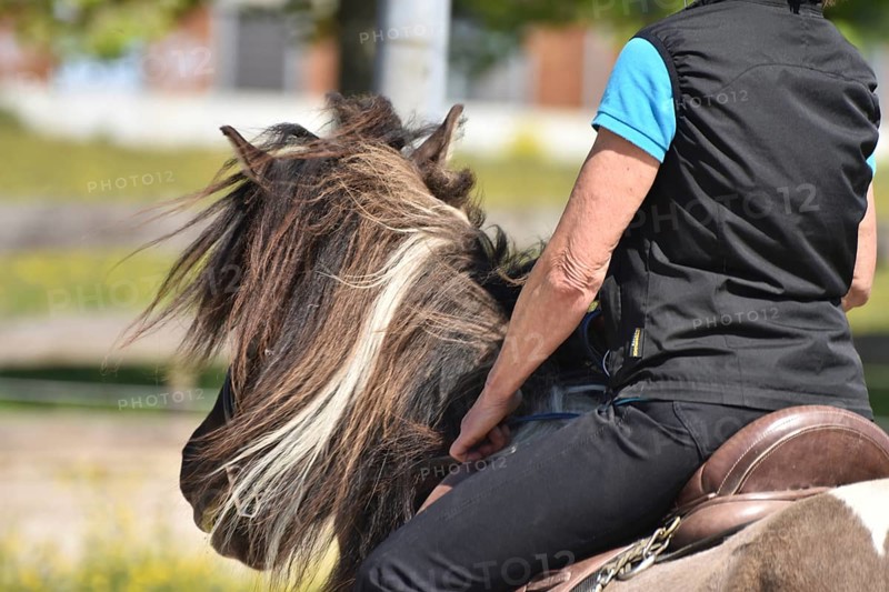 Close-up of a ridden Icelandic horse with equipment and typical long hair