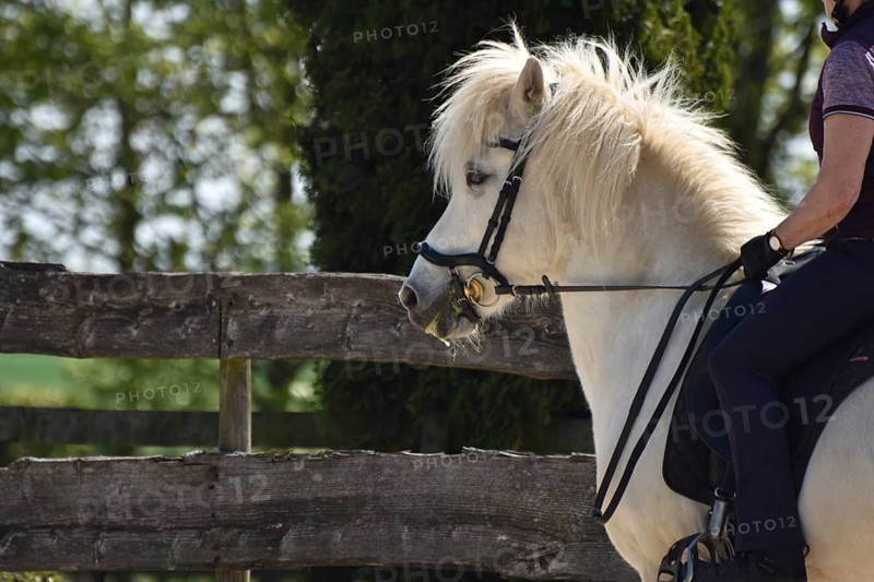Close-up of a ridden Icelandic horse with equipment and typical long hair