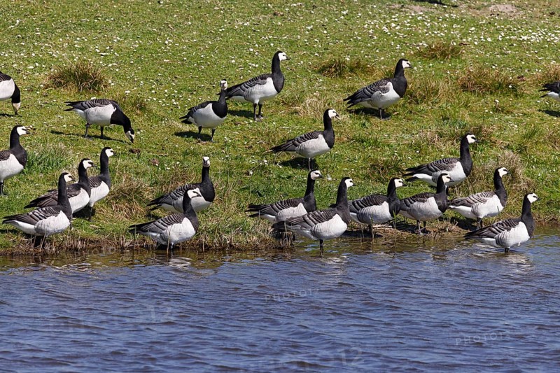 Barnacle geese, barnacle geese (Branta leucopsis), flock in a meadow by the water, North Sea coast, Schleswig-Holstein, Germany, Europe