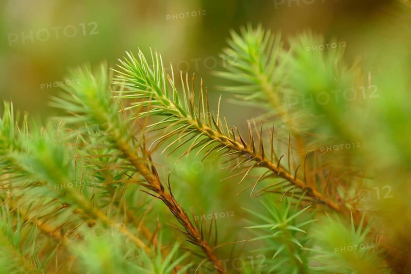 Close-up of haircap moss or hair moss (Polytrichum commune) on the forest floor in autumn