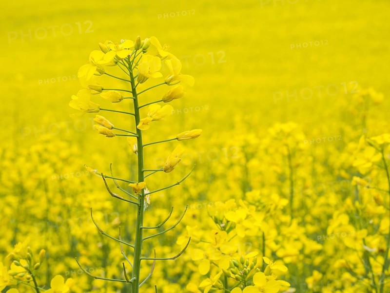 Rape in bloom in a rape field, near Riegersburg, Styria, Austria, Europe