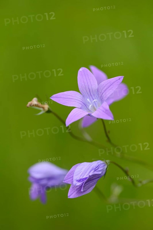 Close-up of spreading bellflower (Campanula patula) blossoms in a meadow in spring