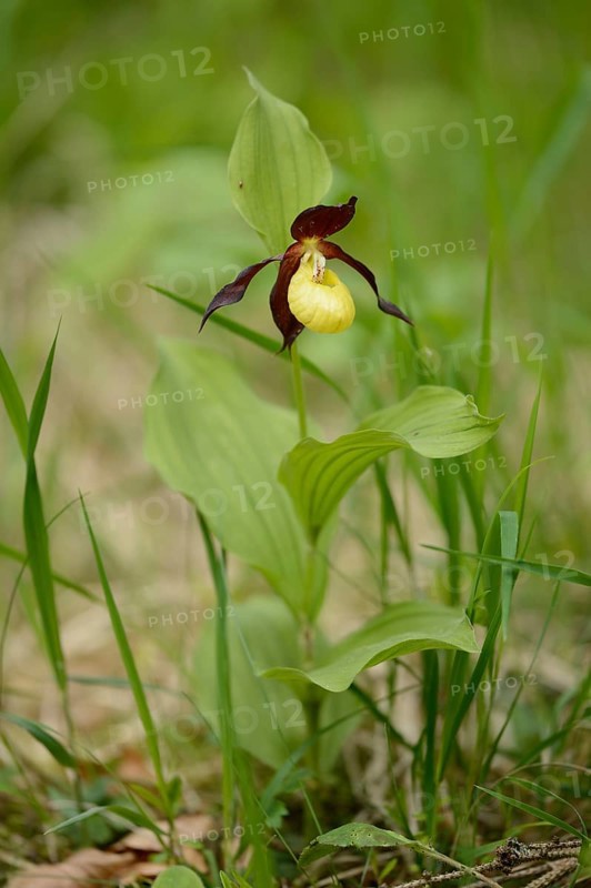 Close-up of lady's-slipper orchid (Cypripedium calceolus) blossoms in a forest in spring, Upper Palatinate