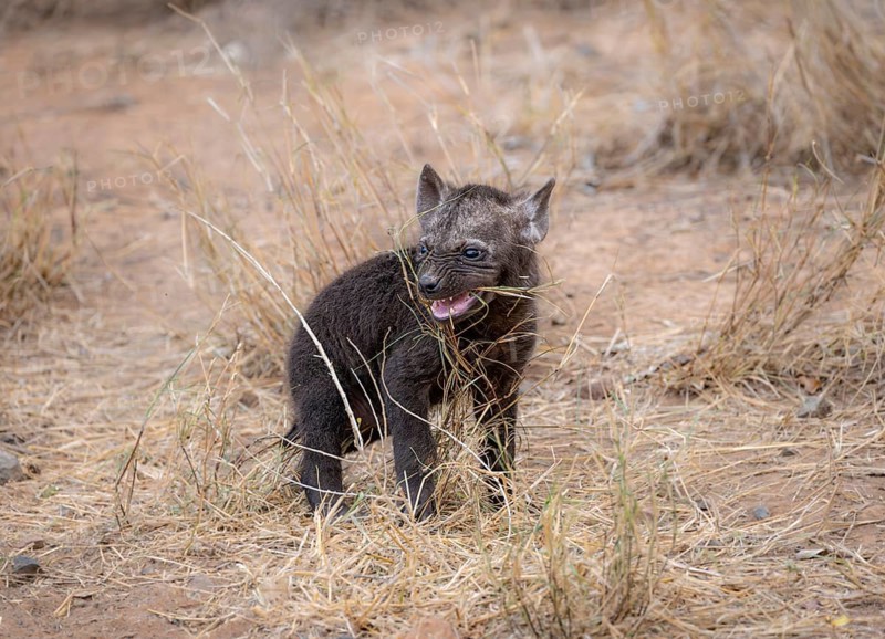 Spotted hyenas (Crocuta crocuta), male young playing with grass, Kruger National Park, South Africa, Africa