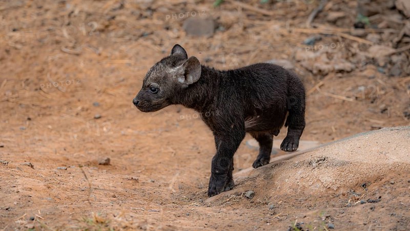 Spotted hyenas (Crocuta crocuta), young animal, Kruger National Park, South Africa, Africa