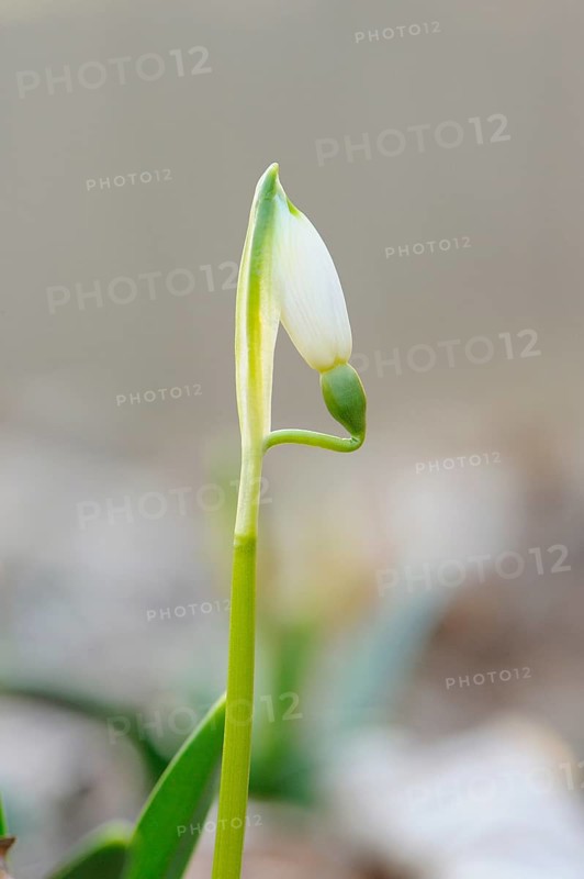 Close-up of a Spring Snowflake (Leucojum Vernum) blossom in spring, Bavaria, Germany, Europe