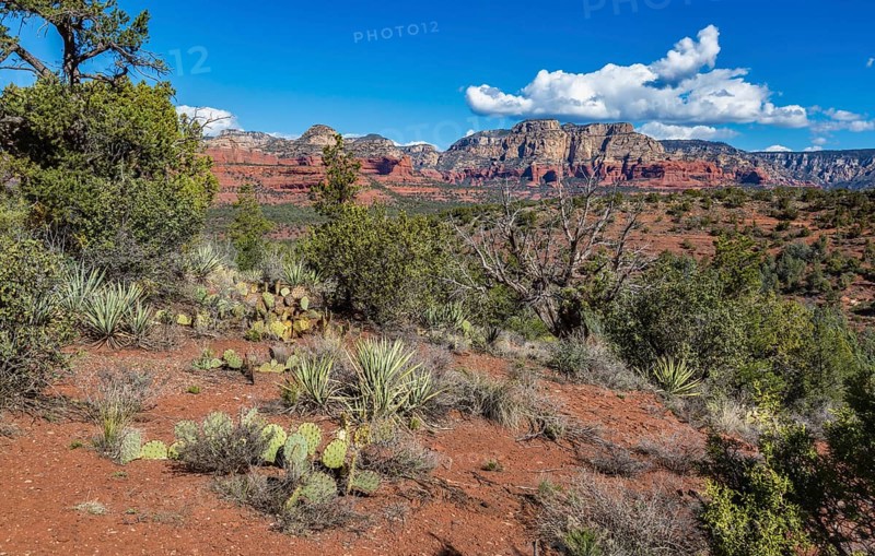 Red rock sandstone formations of Sedona, Arizona, United States of America, USA, North America