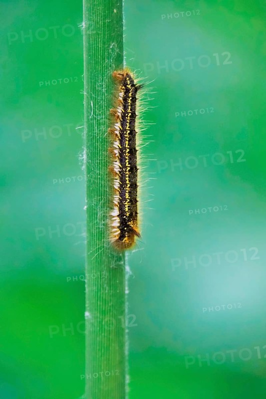 Caterpillar of the drinker moth (Euthrix potatoria), May, Saxony, Germany, Europe