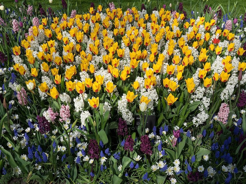 Large flower bed with yellow tulips, white and purple hyacinths, on a green meadow, many colourful, blooming tulips in springtime in the Netherlands, amsterdam, netherlands