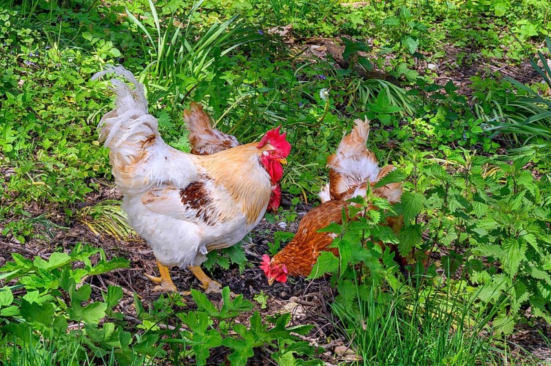 Free-range domestic chickens with Han (Gallus gallus domesticus, also Gallus domesticus), Allgaeu, Bavaria, Germany, Europe