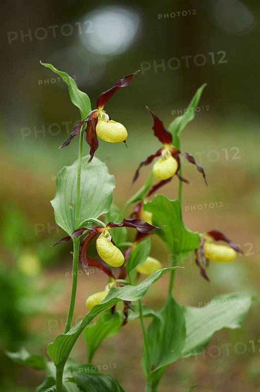 Close-up of lady's-slipper orchid (Cypripedium calceolus) blossom in a forest in early summer