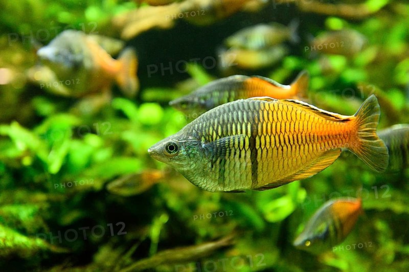 Close-up of Boeseman's rainbowfish (Melanotaenia boesemani) in an aquarium