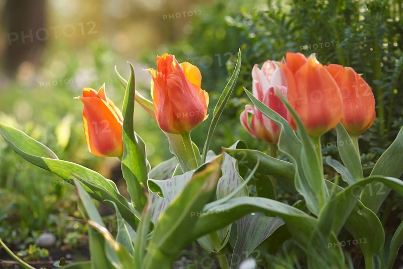 Close-up of garden tulip (Tulipa spec.) blossoms in spring