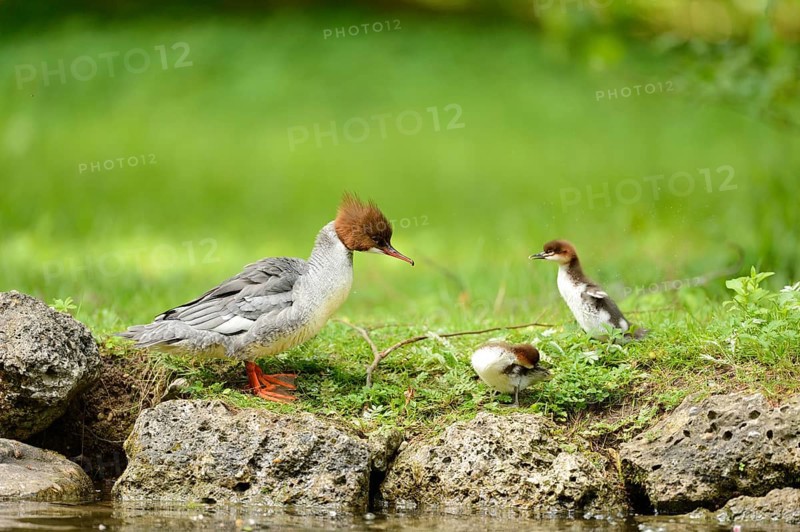 Close-up of a common merganser goosander (Mergus merganser) mother with her chicks at the water stain in spring