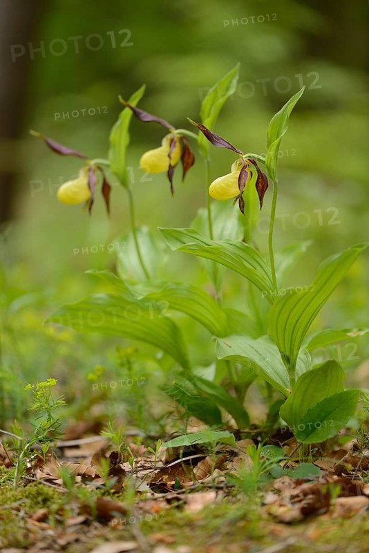 Close-up of lady's-slipper orchid (Cypripedium calceolus) blossoms in a forest in spring, Upper Palatinate