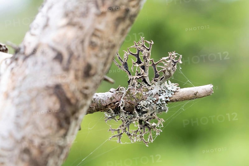 Tree moss (Pseudevernia furfuracea), dark underside of the lichen also known as tree moss, Harz National Park, Germany, Europe