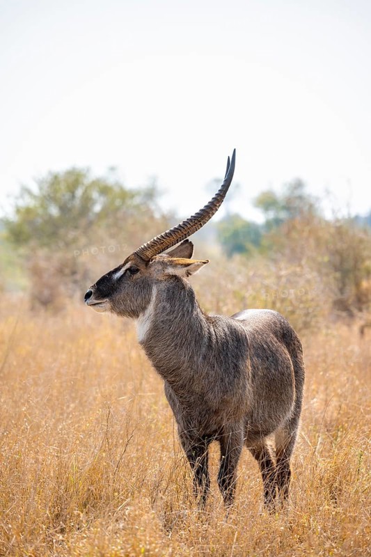 Ellipsen waterbuck (Kobus ellipsiprymnus), adult male in dry grass, Kruger National Park, South Africa, Africa