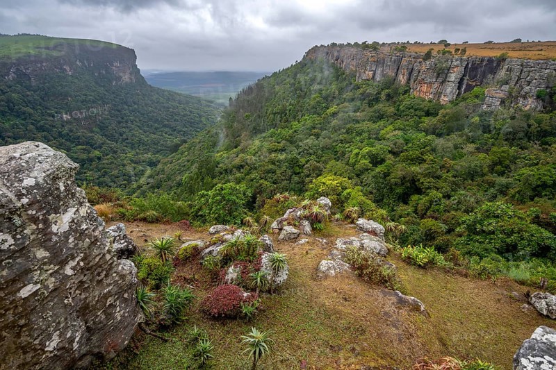 View of the Graskop Gorge with dense forest from the plateau, Panorama Chalets and Rest Camp, Graskop, Mpumalanga, South Africa, Africa