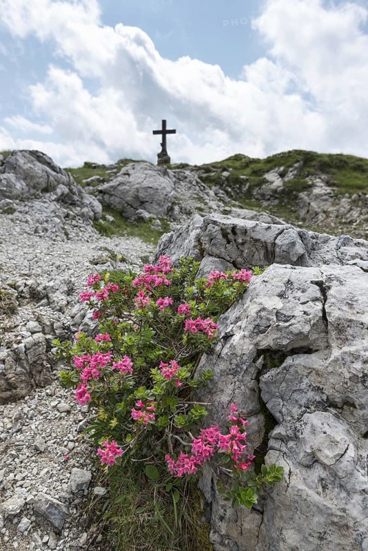 Alpine rose blossom, rhododendron, Koblat-Hoehenweg on the Nebelhorn, Allgaeu Alps, Allgaeu, Bavaria, Germany, Europe