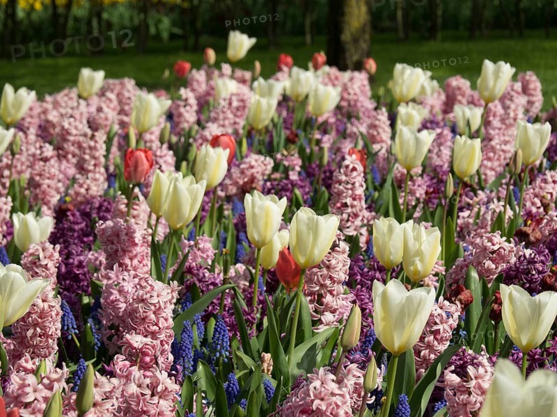Flower bed with white, pink and purple hyacinths and tulips next to a large tree in spring, many colourful, blooming tulips in springtime in the Netherlands, amsterdam, netherlands