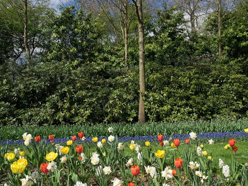 A garden with colourful tulips, surrounded by large green trees. Spring scene, many colourful, blooming tulips in springtime in the Netherlands, amsterdam, netherlands