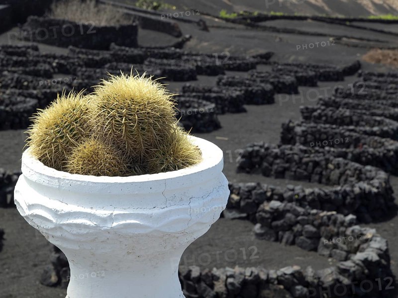 Close-up of a cactus in a white pot surrounded by black volcanic rock, volcanic island Lanazrote with lava mountains and white houses, lanzarote, Spain, Europe