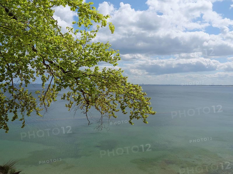 View of the open sea under a partly cloudy sky, Green trees on a Baltic Sea beach with clear water, Sopot, poland