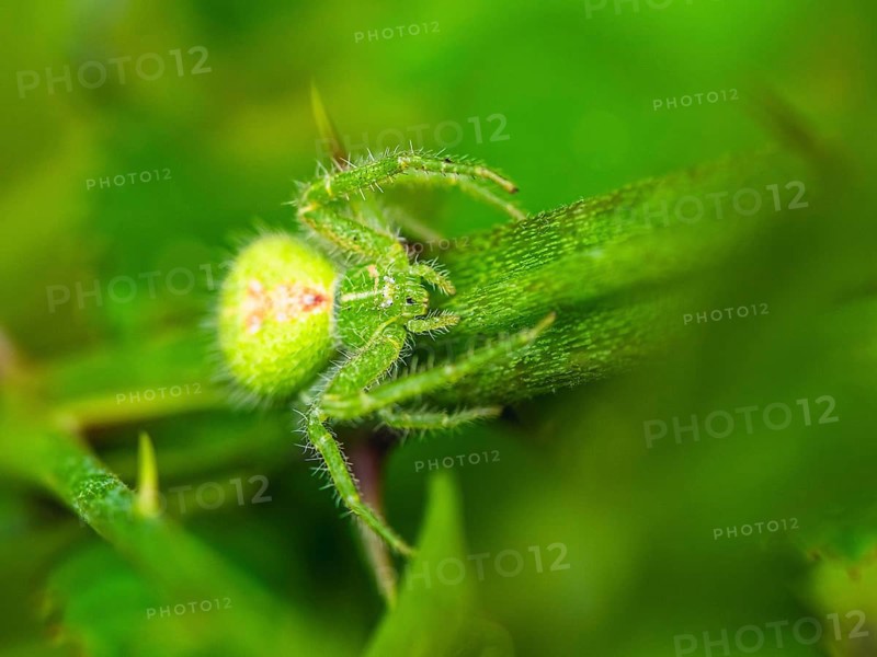 Crab Spider, Heriaeus hirtus, Green Crab Spider, Albania, Europe