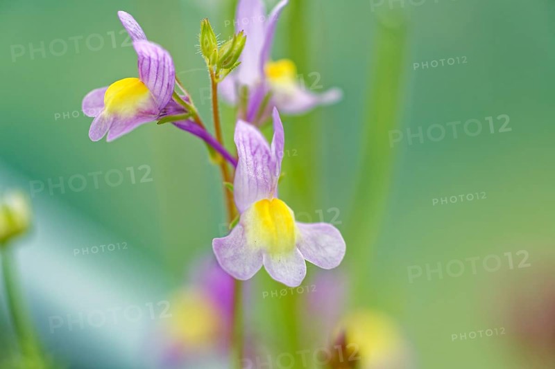 Macro photograph of a purple-yellow flower against a blurred green background, Moroccan toadflax (Linaria maroccana), Wismar, Mecklenburg-Vorpommern, Germany, Europe