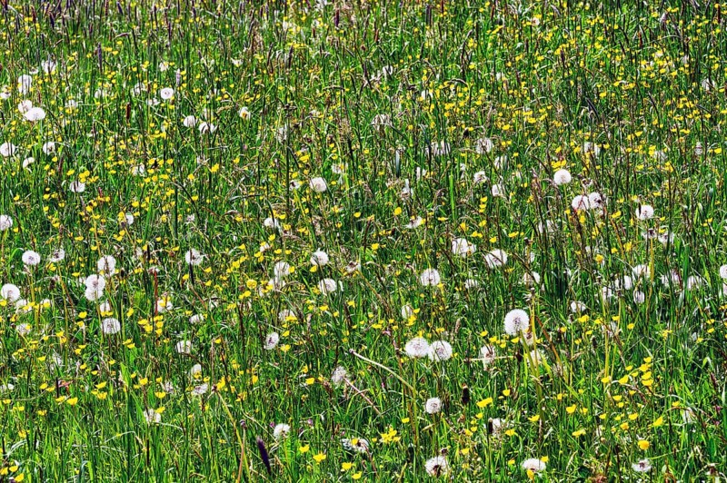 Meadow with common dandelion (Taraxacum sect. Ruderalia) and ranunculus auricomus (Ranunculus auricomus agg.), Allgaeu, Bavaria, Germany, Europe